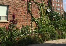 Comment les relations que nous entretenons avec les plantes contribuent à la santé humaine de plusieurs façons