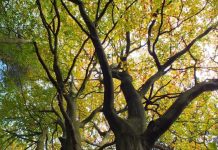 COP26: comment libérer le pouvoir de la nature peut aider le Royaume-Uni à intensifier sa lutte contre le changement climatique