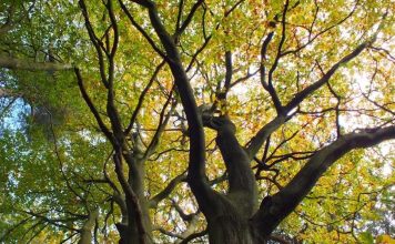 COP26: comment libérer le pouvoir de la nature peut aider le Royaume-Uni à intensifier sa lutte contre le changement climatique