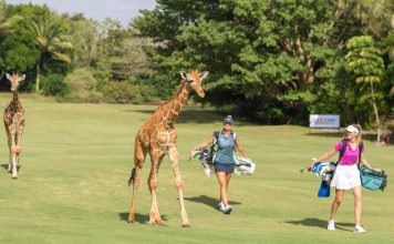 Golf en safari: les animaux errent sur les greens du seul parcours d’Afrique accrédité par la PGA