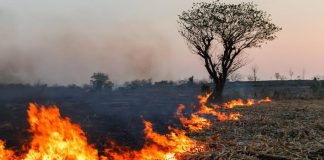 La lutte contre le changement climatique: un mouvement imparable