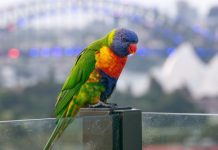 La nature se cache dans tous les recoins des villes australiennes – regardez d’un peu plus près et vous la trouverez