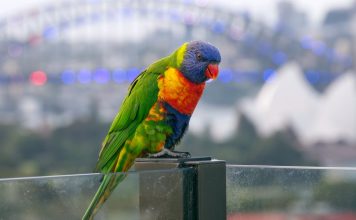 La nature se cache dans tous les recoins des villes australiennes – regardez d’un peu plus près et vous la trouverez
