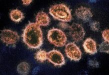 Les agences de renseignement américaines ont probablement raté des occasions d’enquêter sur l’origine de la pandémie de Covid, selon le rapport des démocrates de la Chambre