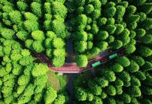 Les forêts ne peuvent pas gérer tous les plans d’émissions nettes zéro – les entreprises et les pays s’attendent à ce que la nature compense trop de carbone