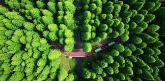 Les forêts ne peuvent pas gérer tous les plans d’émissions nettes zéro – les entreprises et les pays s’attendent à ce que la nature compense trop de carbone