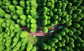 Les forêts ne peuvent pas gérer tous les plans d’émissions nettes zéro – les entreprises et les pays s’attendent à ce que la nature compense trop de carbone