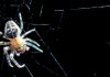 Les pattes autonomes des arachnides