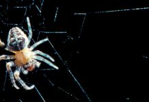Les pattes autonomes des arachnides