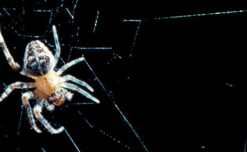 Les pattes autonomes des arachnides