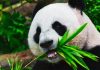 Nous avons découvert pourquoi les pandas géants sont noirs et blancs : voici comment