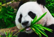 Nous avons découvert pourquoi les pandas géants sont noirs et blancs : voici comment