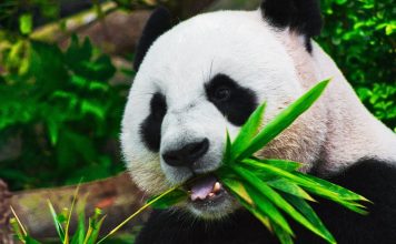 Nous avons découvert pourquoi les pandas géants sont noirs et blancs : voici comment